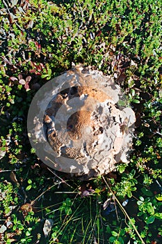 The boletus mushroom has been eaten by snails slugs