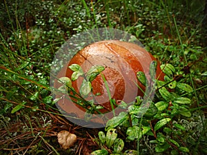 Boletus mushroom hiding in the moss