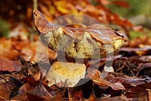 Boletus mushroom in the leaves