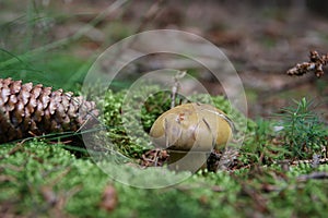 Boletus mushroom