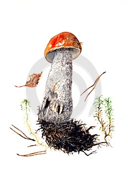 Boletus mushroom, moss and needles on a white background, botanical sketch, watercolor drawing