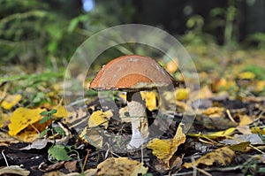 Boletus