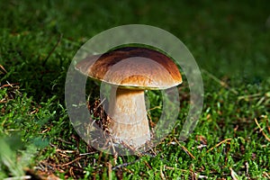 Boletus mushroom in the wild close-up.