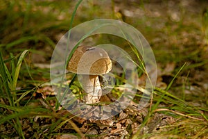 Boletus mushroom in the wild. Porcini mushroom grows on the forest floor at autumn season