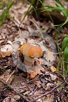 Boletus mushroom in the wild. Porcini mushroom grows on the forest floor at autumn season