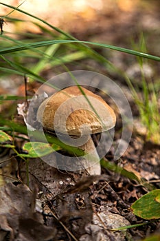 Boletus mushroom in the wild. Porcini mushroom grows on the forest floor at autumn season