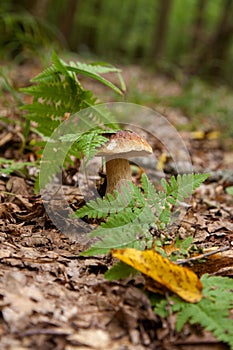 Boletus mushroom in the wild. Porcini mushroom grows on the forest floor at autumn season