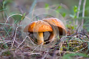 Boletus mushrooms grow in the forest