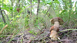 Boletus mushrooms growing man searching for them, a man picking mushrooms in the forest in autumn. mushroomer man