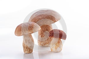 Boletus mushrooms, Porcini Mushroom. Studio shoot