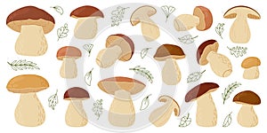 Boletus mushrooms set. Edulis forest mushroom. Hand drawn Porcini.