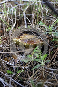 boletus mushrooms under dry pine needles close-up