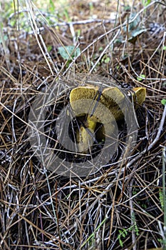 boletus mushrooms under dry pine needles close-up