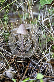 boletus mushrooms under dry pine needles close-up