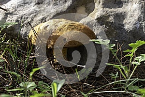 boletus mushrooms under dry pine needles close-up