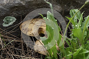 boletus mushrooms under dry pine needles close-up