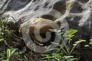 boletus mushrooms under dry pine needles close-up