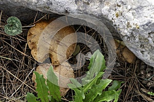 boletus mushrooms under dry pine needles close-up