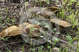 boletus mushrooms under dry pine needles close-up