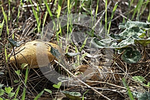 boletus mushrooms under dry pine needles close-up