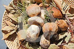 Boletus mushrooms in a wicker basket