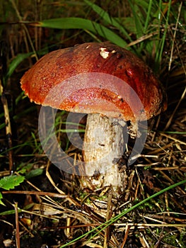 Boletus with an orange hat in the aspen forest. Edible mushroom. Aspen mushroom close up in a wood