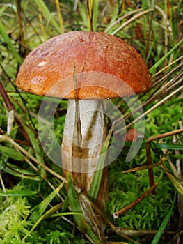 Boletus with an orange hat in the aspen forest. Edible mushroom. Aspen mushroom close up in a wood