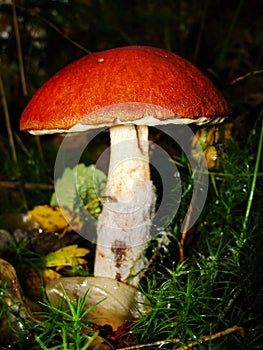 Boletus with an orange hat in the aspen forest. Edible mushroom. Aspen mushroom close up in a wood