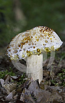 Boletus during the period of guttation Hypomyces sp.Guttatia represents the physiological process of removing water on the surface