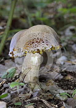 Boletus during the period of guttation Hypomyces sp.Guttatia represents the physiological process of removing water on the surface