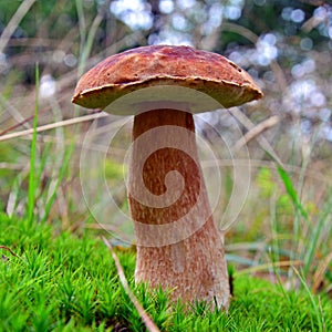 Boletus pinophilus mushroom
