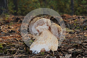 Boletus pinophilus mushroom