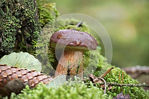 Boletus pinophilus mushroom growing in moss