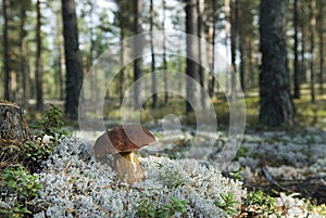 Boletus pinophilus, pine bolete