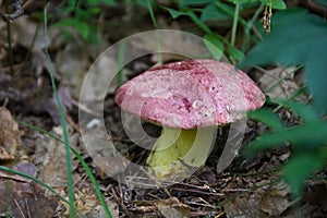 Boletus regius, delicious edible mushroom