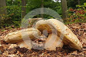 Boletus reticulatus fungus