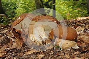 Boletus reticulatus mushroom