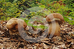 Boletus reticulatus mushroom
