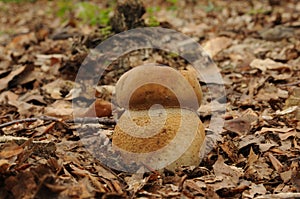 Boletus reticulatus mushroom