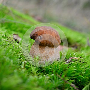 Boletus reticulatus mushroom