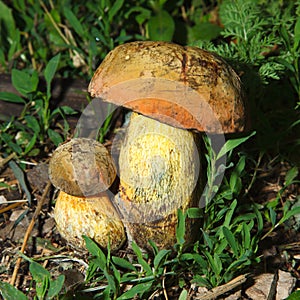 Boletus satanas