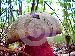 Boletus Satanas