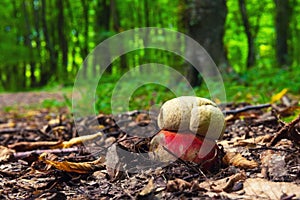 Boletus satanas mushroom in forest