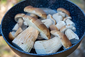 Boletus scaber (Leccinum scabrum) in a pan in the forest, freshly picked mushrooms