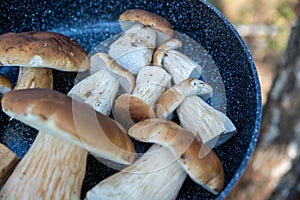 Boletus scaber (Leccinum scabrum) in a pan in the forest, freshly picked mushrooms