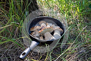 Boletus scaber (Leccinum scabrum) in a pan in the forest, freshly picked mushrooms