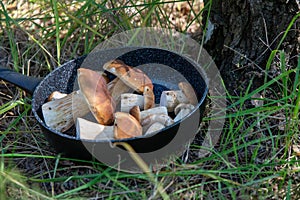 Boletus scaber (Leccinum scabrum) in a pan in the forest, freshly picked mushrooms