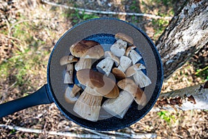 Boletus scaber (Leccinum scabrum) in a pan in the forest, freshly picked mushrooms