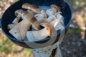 Boletus scaber (Leccinum scabrum) in a pan in the forest, freshly picked mushrooms