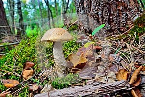 Boletus scaber (Leccinum scabrum) under the birch